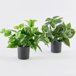 Artificial Mini Pothos Dark Green Plant