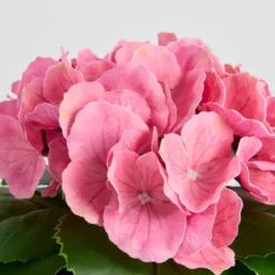 Artificial Potted Hydrangea Flower