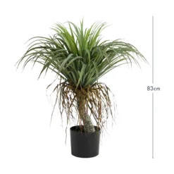 Artificial Rostrata Yucca