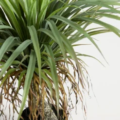 Artificial Rostrata Yucca