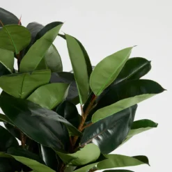 Artificial Rubber Fig Tree