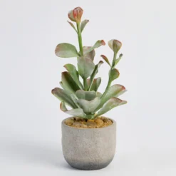 Ashby Artificial Potted Succulent