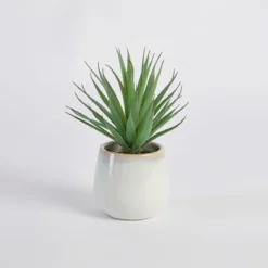 Belmont Potted Aloe Succulent