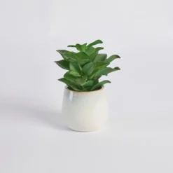 Belmont Potted Crassula Succulent