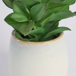 Belmont Potted Crassula Succulent