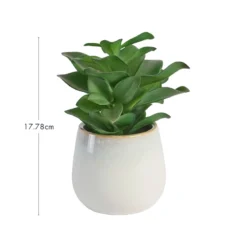 Belmont Potted Crassula Succulent