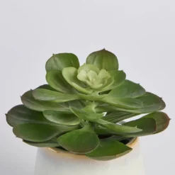 Belmont Potted Succulent