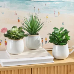 Belmont Potted Succulent