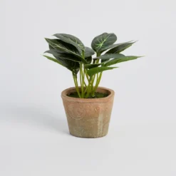 Botanic Artificial Caladium Potted Plant