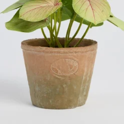 Botanic Artificial Evergreen Potted Plant