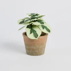 Botanic Artificial Pepperomia Potted Plant