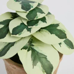 Botanic Artificial Pepperomia Potted Plant