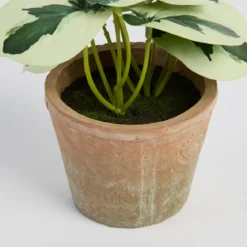 Botanic Artificial Pepperomia Potted Plant