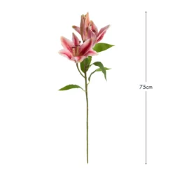Budding Tiger Lily Stem