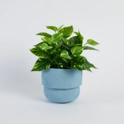 Clara Curve Planter