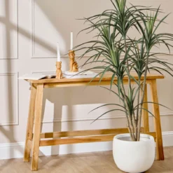 Dracaena Plant