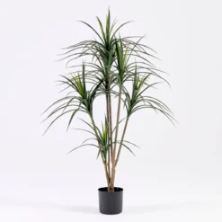 Dracaena Plant