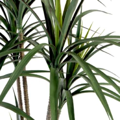 Dracaena Plant