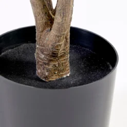 Dracaena Plant