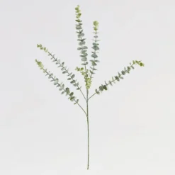 Dusty Eucalyptus Stem