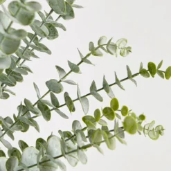 Dusty Eucalyptus Stem