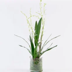 Freya Artificial Spider Orchid in Vase