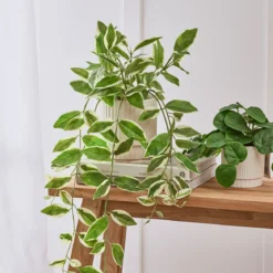 Hali Pothos Artificial Potted Plant