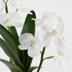 Lola Artificial Vanda Orchid in Vase