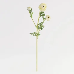 Wild Ranunculus Stem