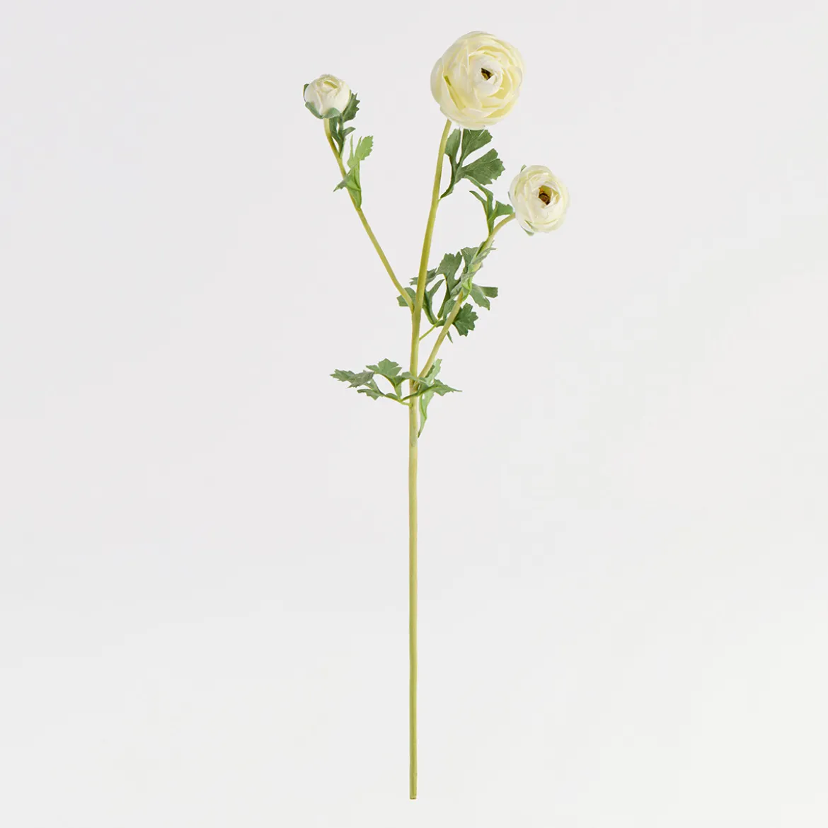 Wild Ranunculus Stem