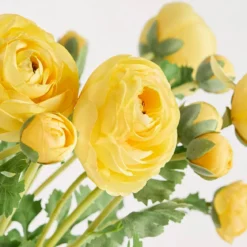 Wild Ranunculus Stem