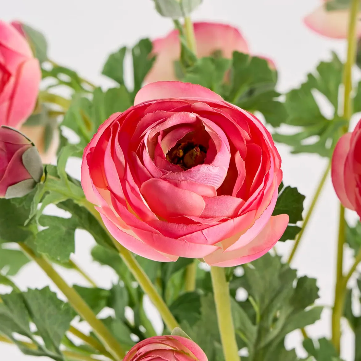 Wild Ranunculus Stem