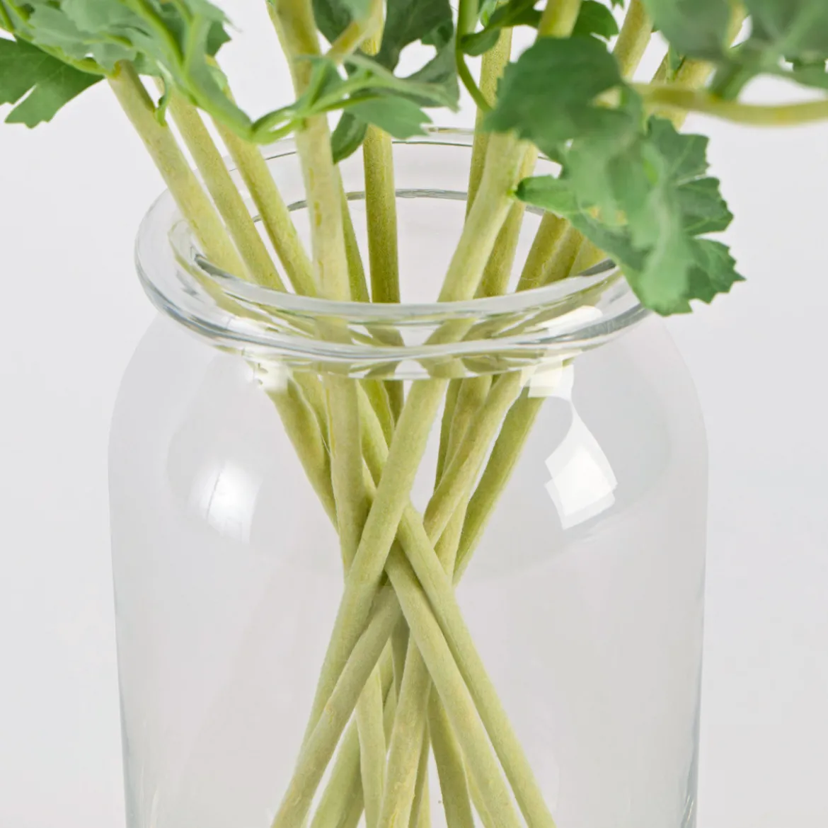 Wild Ranunculus Stem