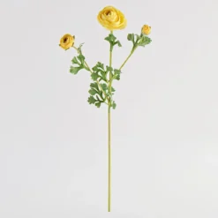 Wild Ranunculus Stem