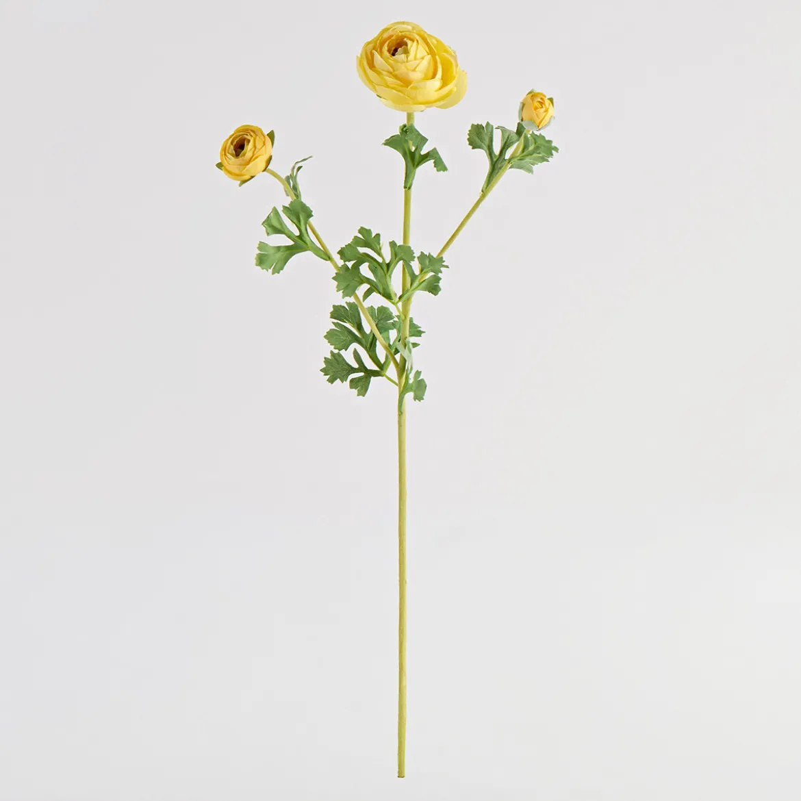 Wild Ranunculus Stem