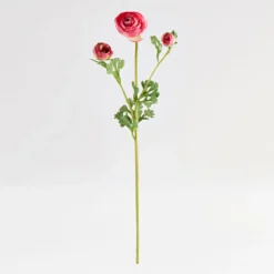 Wild Ranunculus Stem
