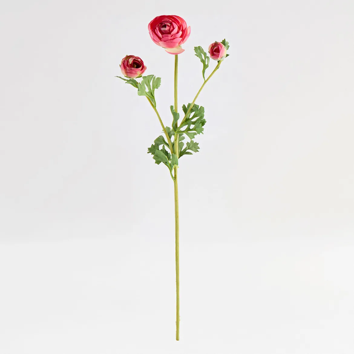 Wild Ranunculus Stem