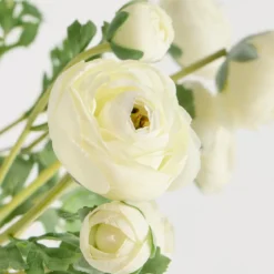 Wild Ranunculus Stem