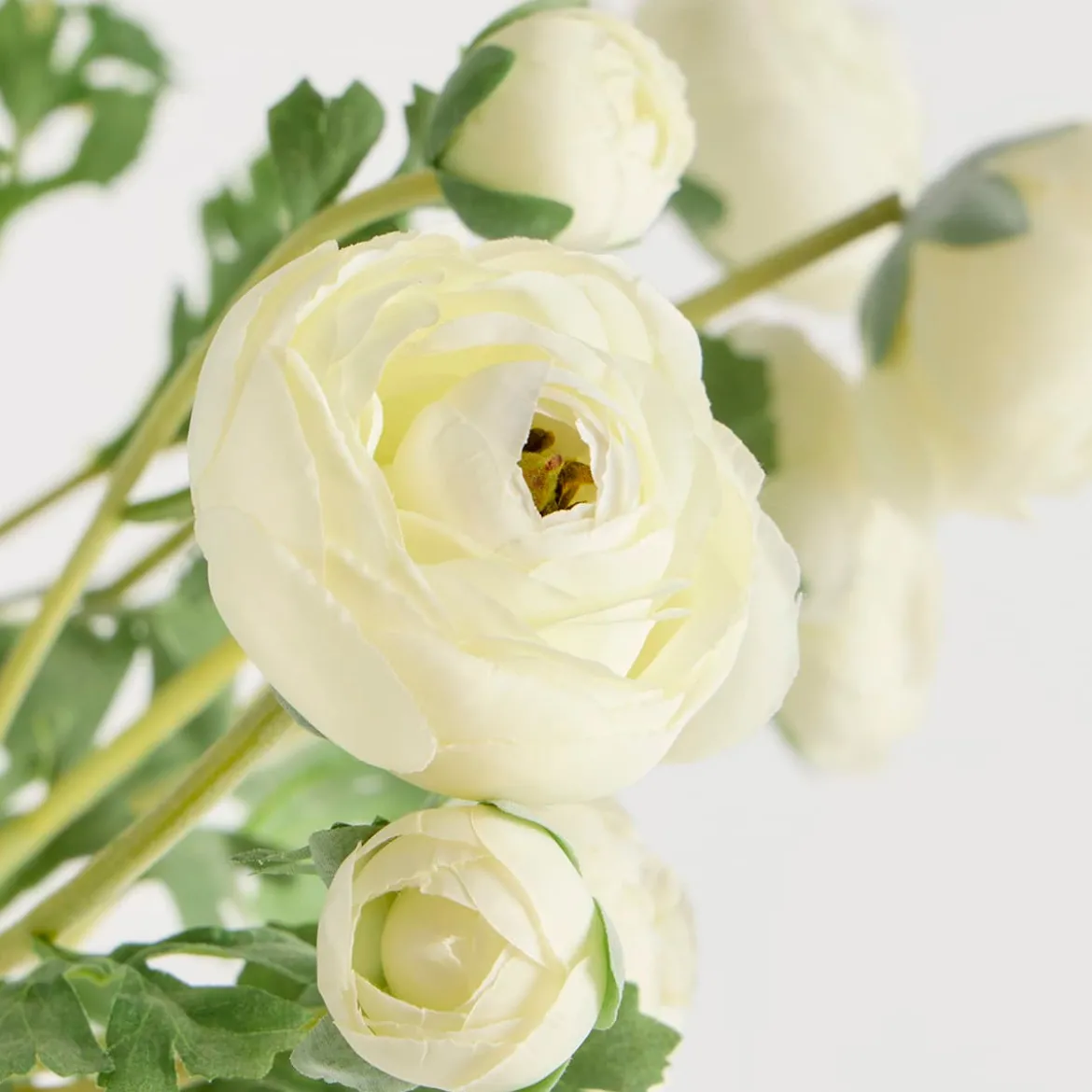 Wild Ranunculus Stem