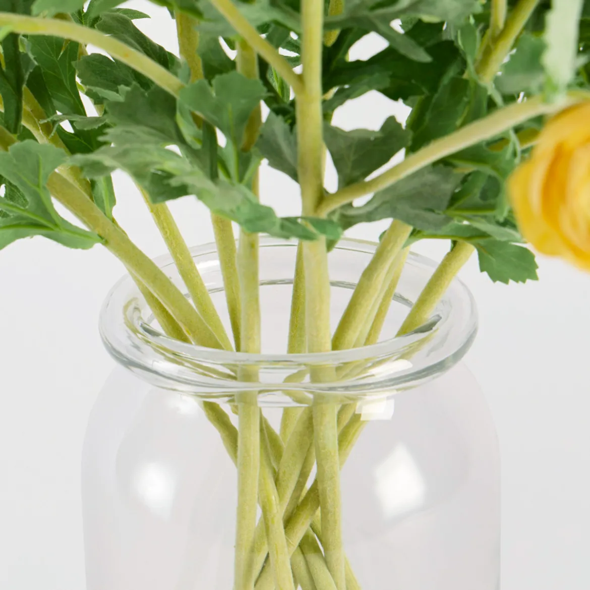 Wild Ranunculus Stem